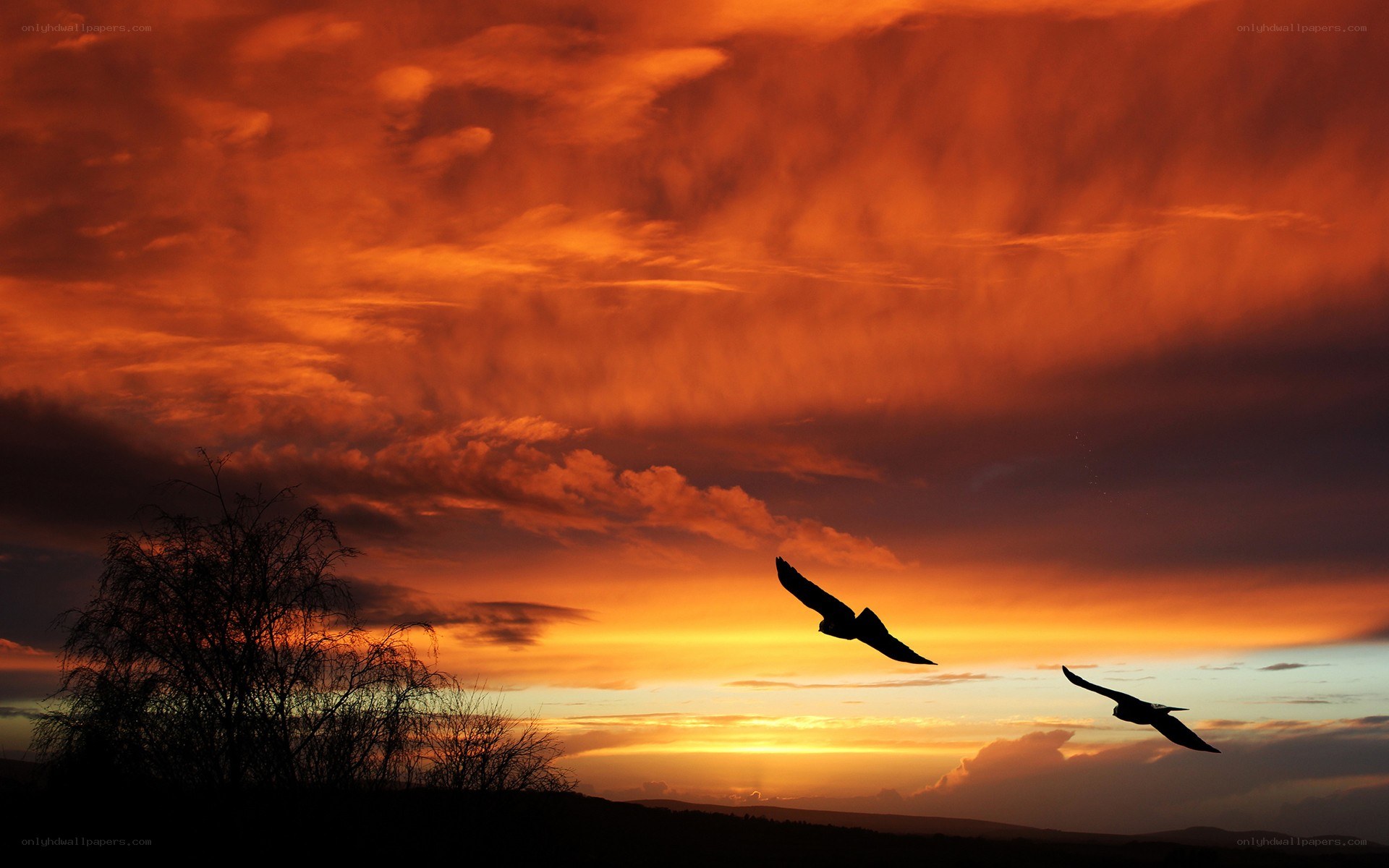 Birds silhouetted against sunset