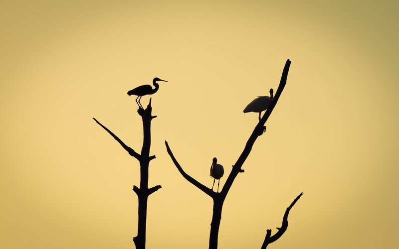 Birds silhouetted at sunset