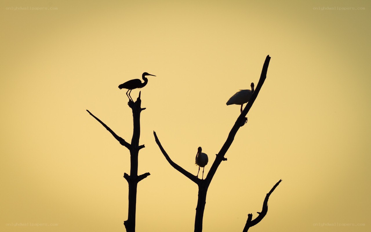 Birds silhouetted at sunset