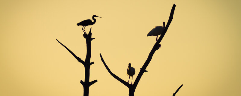 Birds silhouetted at sunset