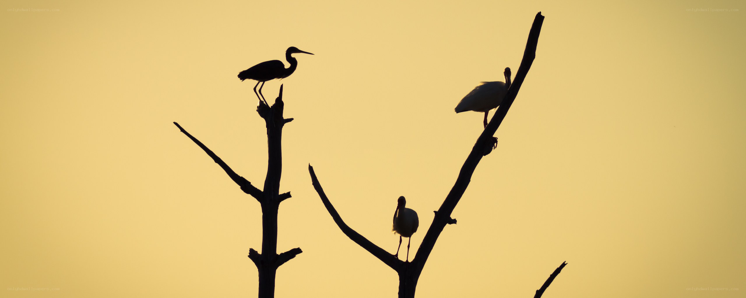 Birds silhouetted at sunset