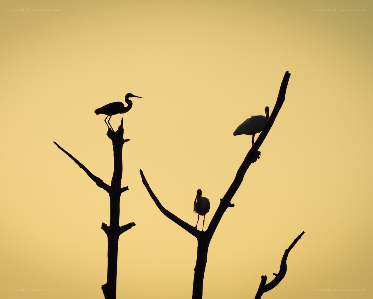Birds silhouetted at sunset