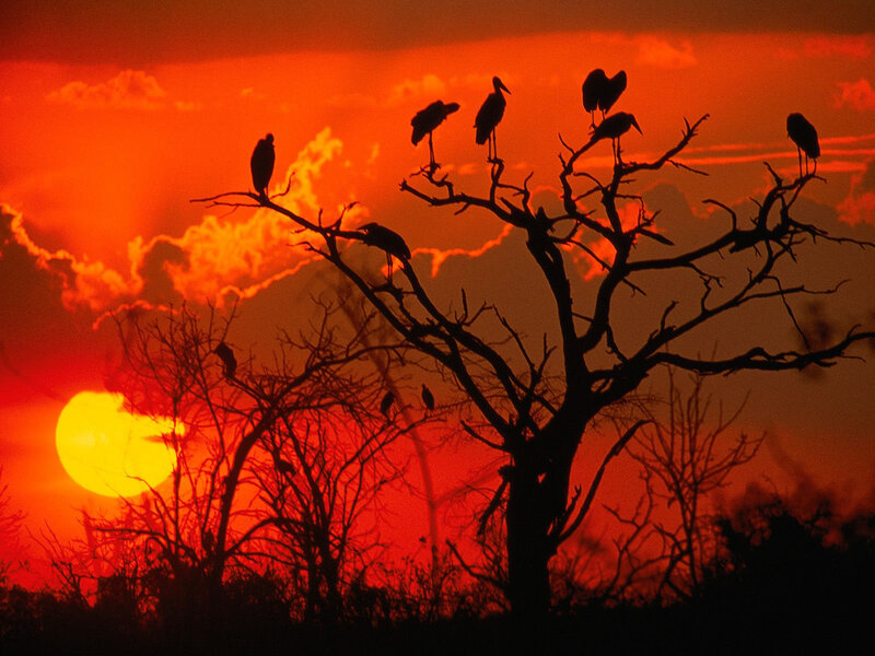 Birds silhouetted at sunset