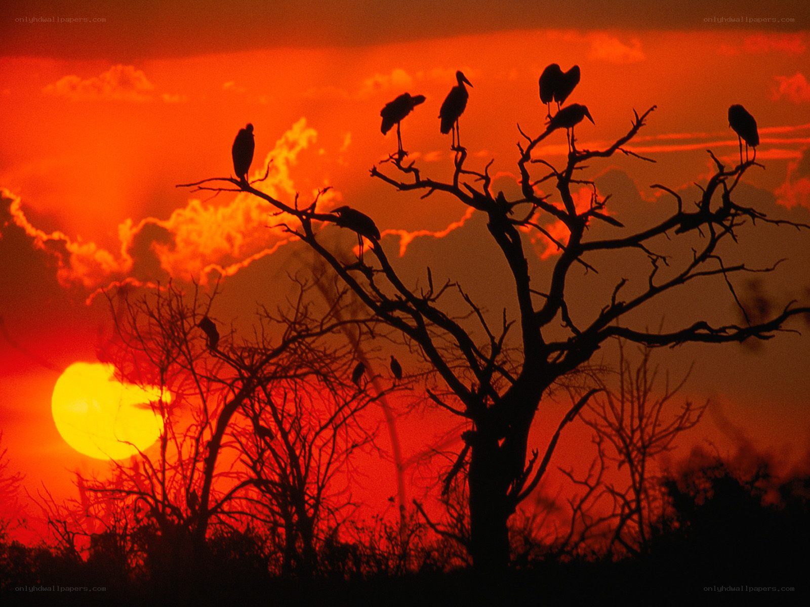Birds silhouetted at sunset