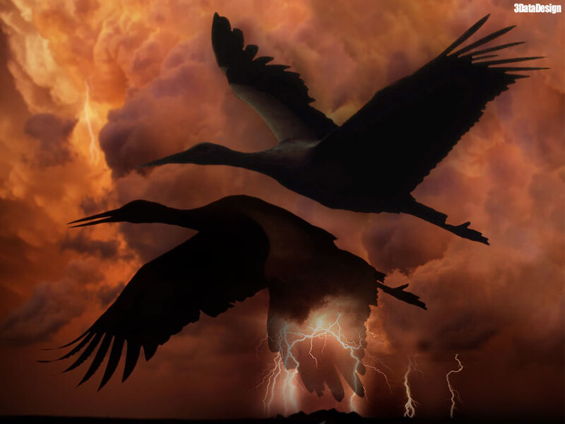 Birds silhouetted in storm