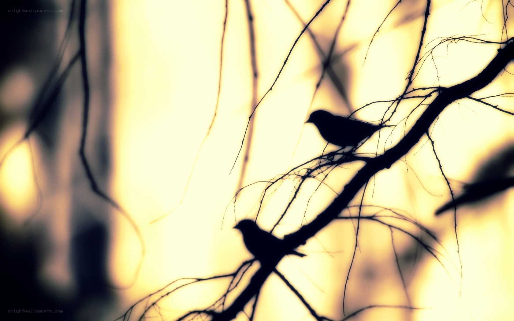 Birds silhouetted on branches