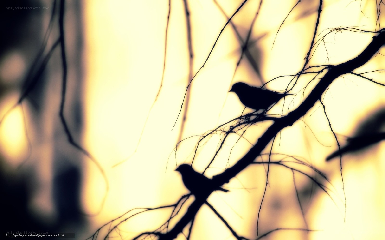 Birds silhouetted on branches
