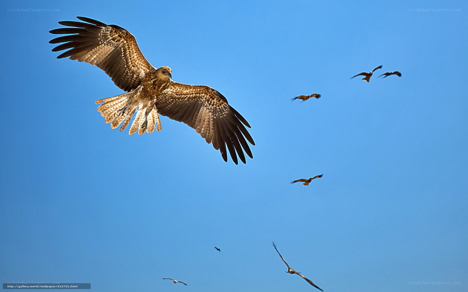 Birds soaring in blue sky