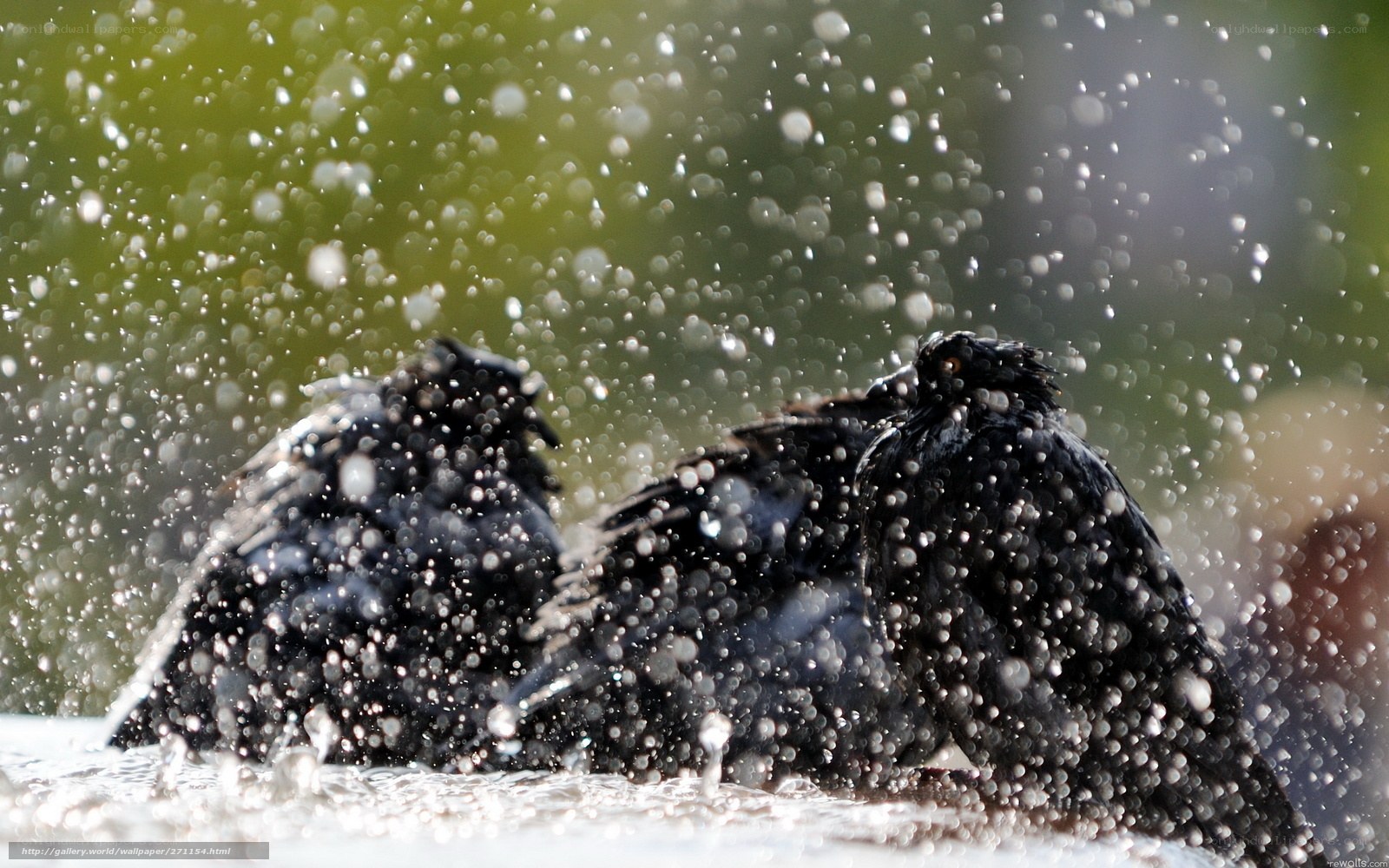 Birds splashing in water