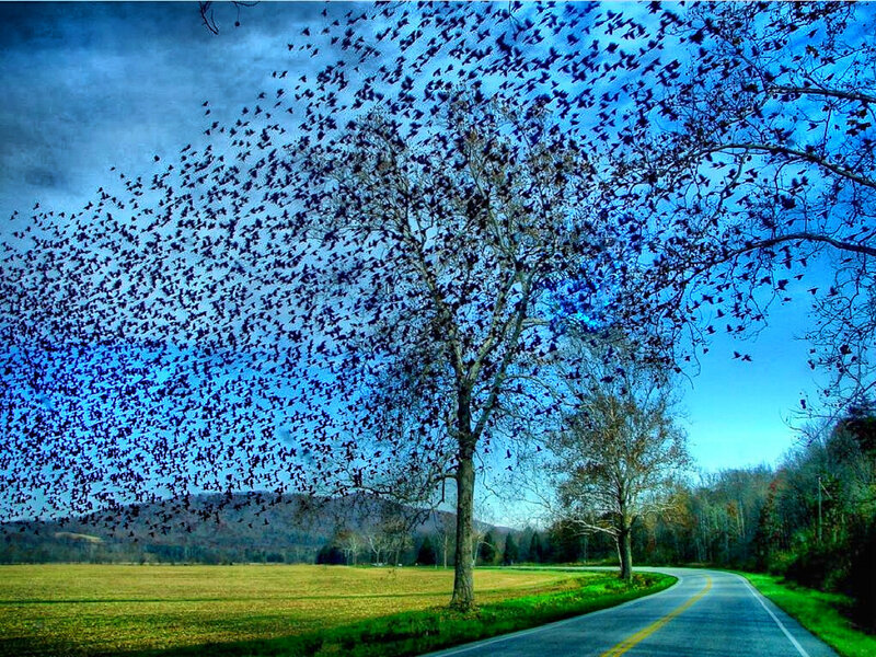 Birds swarm over a country road