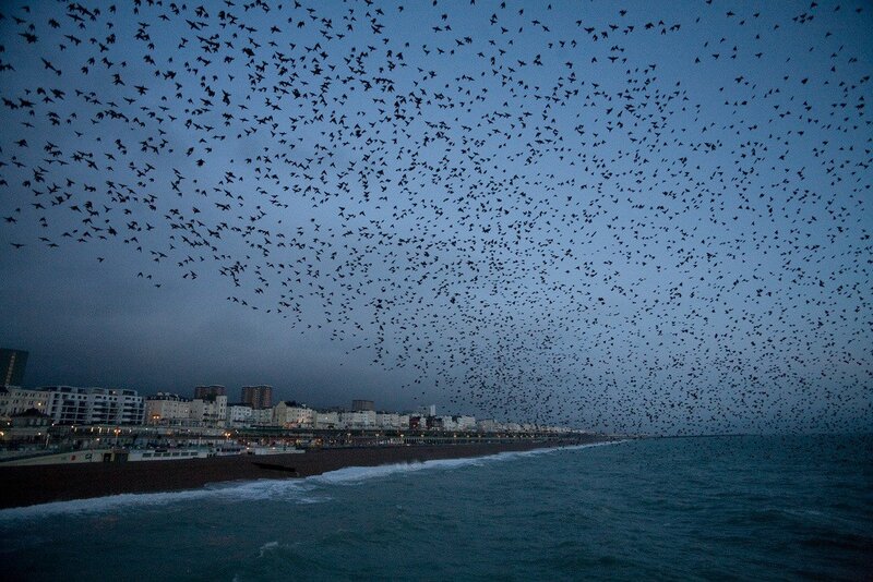 Birds swarm over coastal town