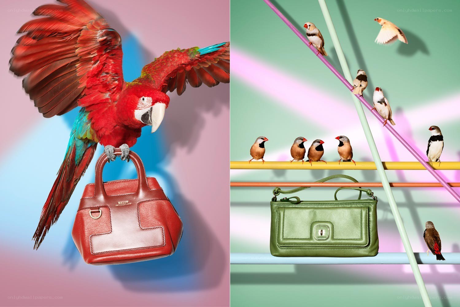 Birds with Handbags
