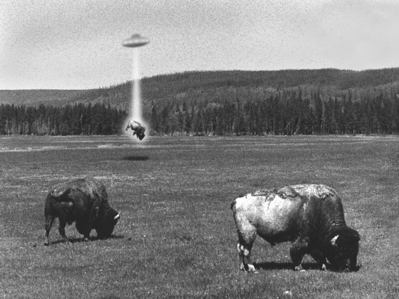 Bison abduction scene