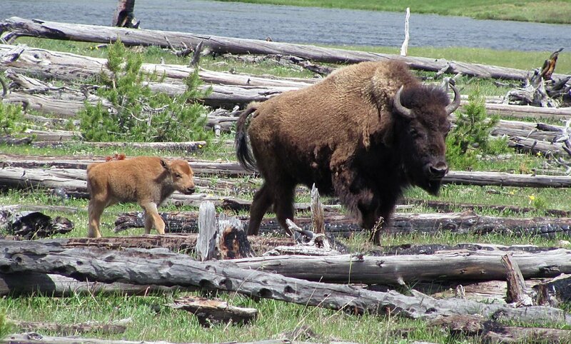 Bison and Calf — Brown