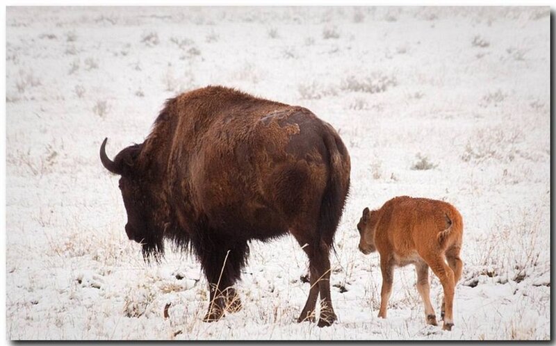 Bison and Calf