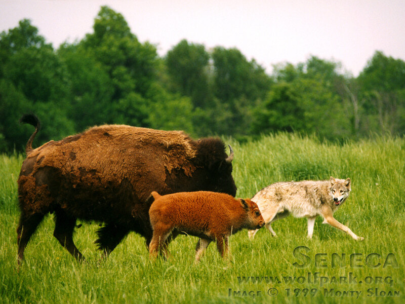 Bison and Calf with Wolf