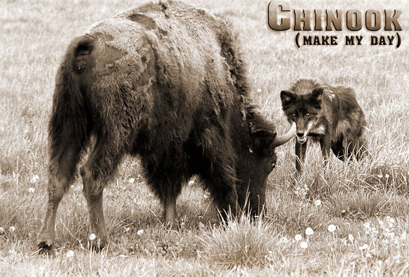 Bison and Wolf in Field — Brown, Dramatic