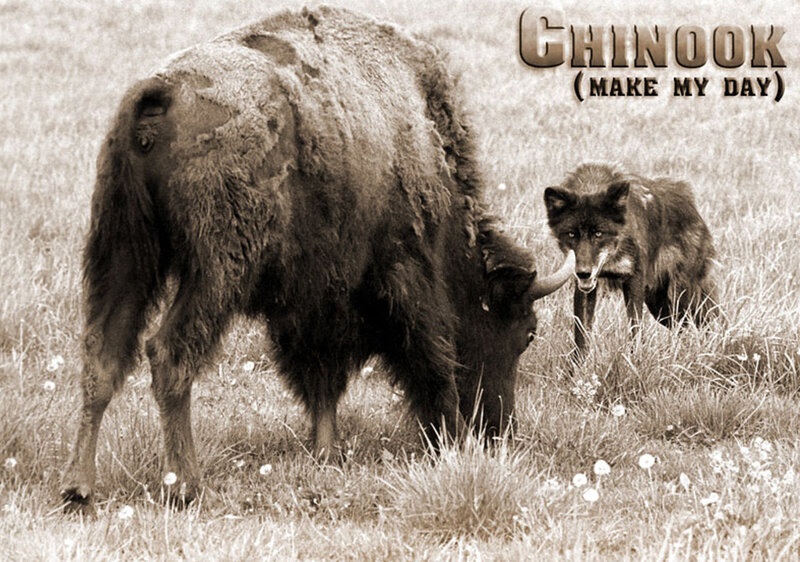 Bison and Wolf in Field — Brown