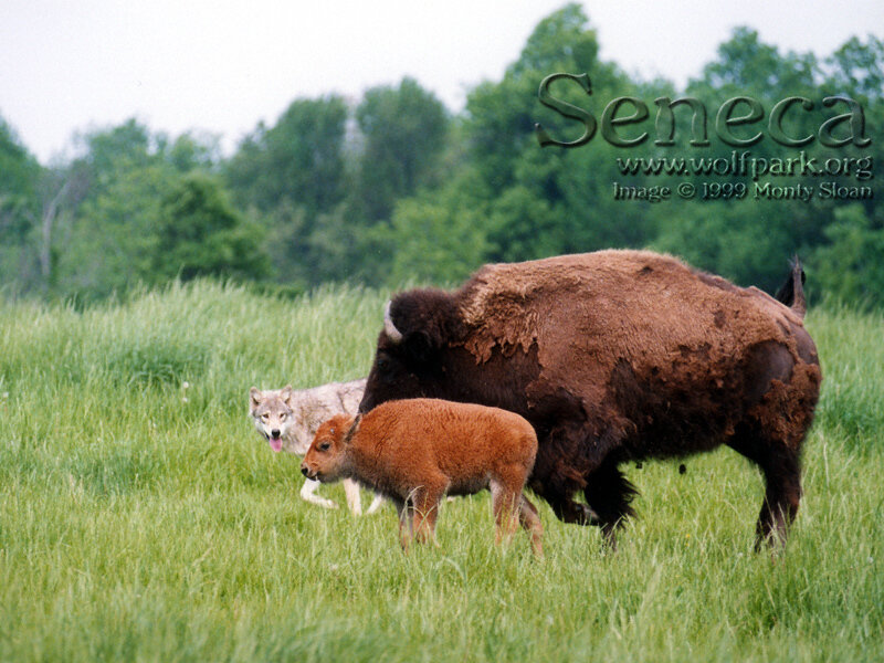 Bison and Wolf in Field