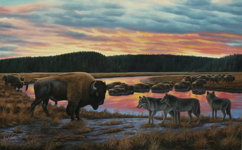 Bison and Wolves
