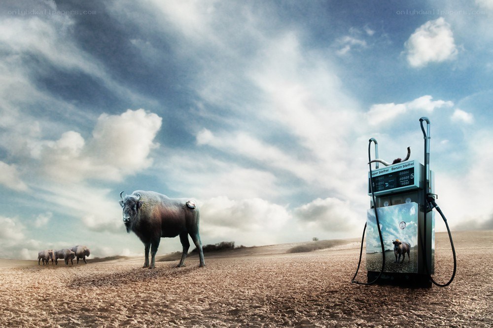 Bison at a gas pump