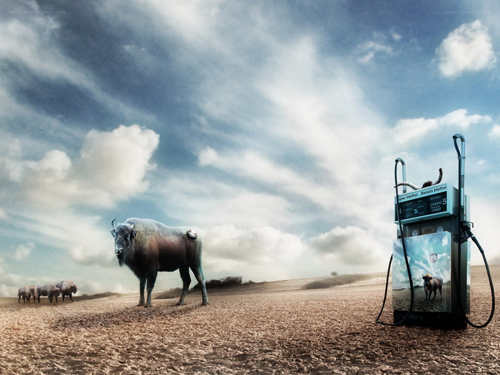 Bison at gas station