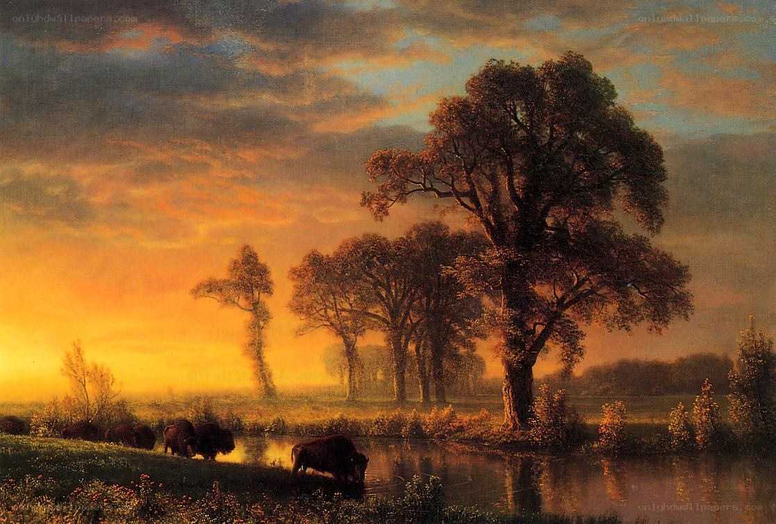 Bison at Sunset by River