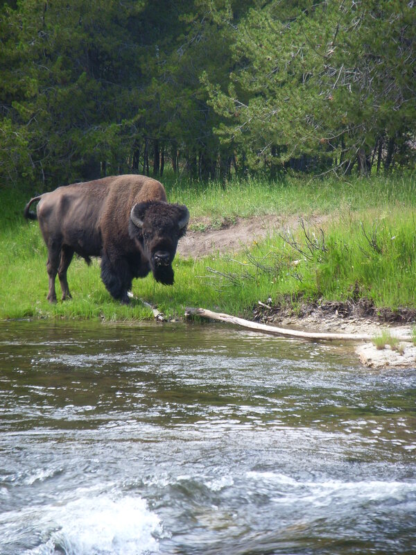 Bison by a riverbank