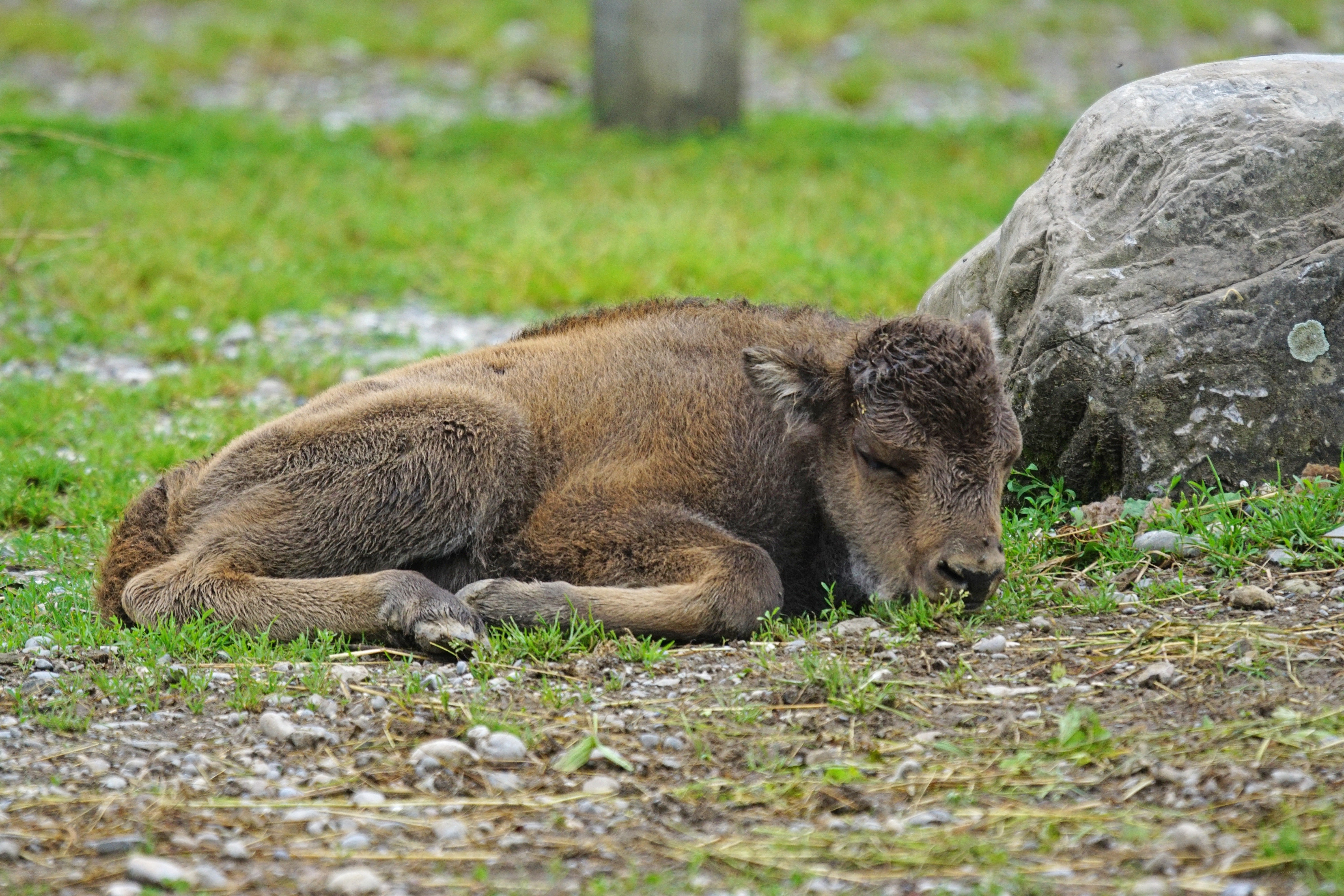 Bison calf resting on grass