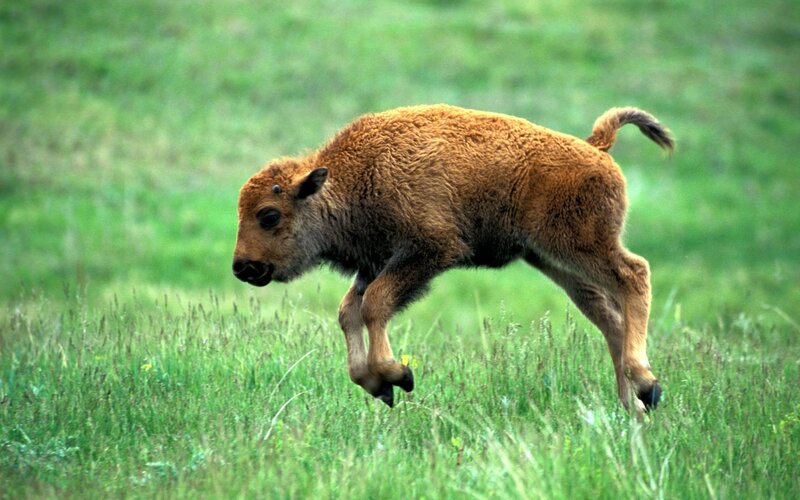 bison calf running in grass