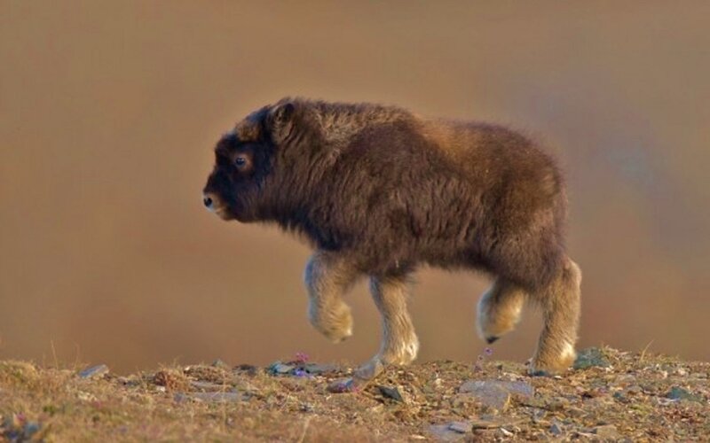 Bison Calf Walking