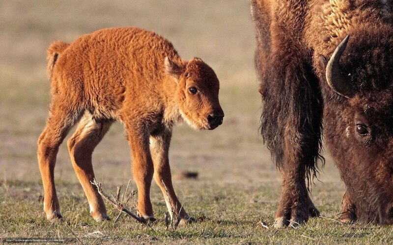 Bison calf with adult