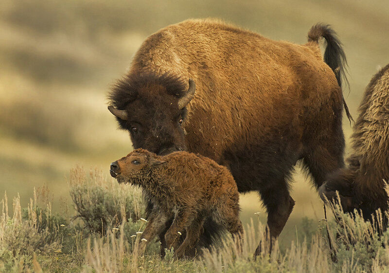Bison Calf with Adult — Brown, Calm