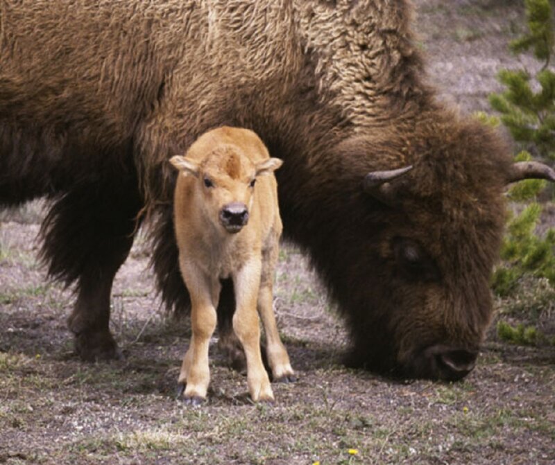 Bison Calf with Adult — Brown