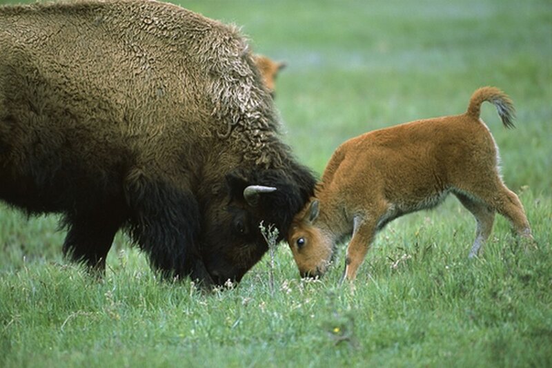 Bison Calf with Adult — Green
