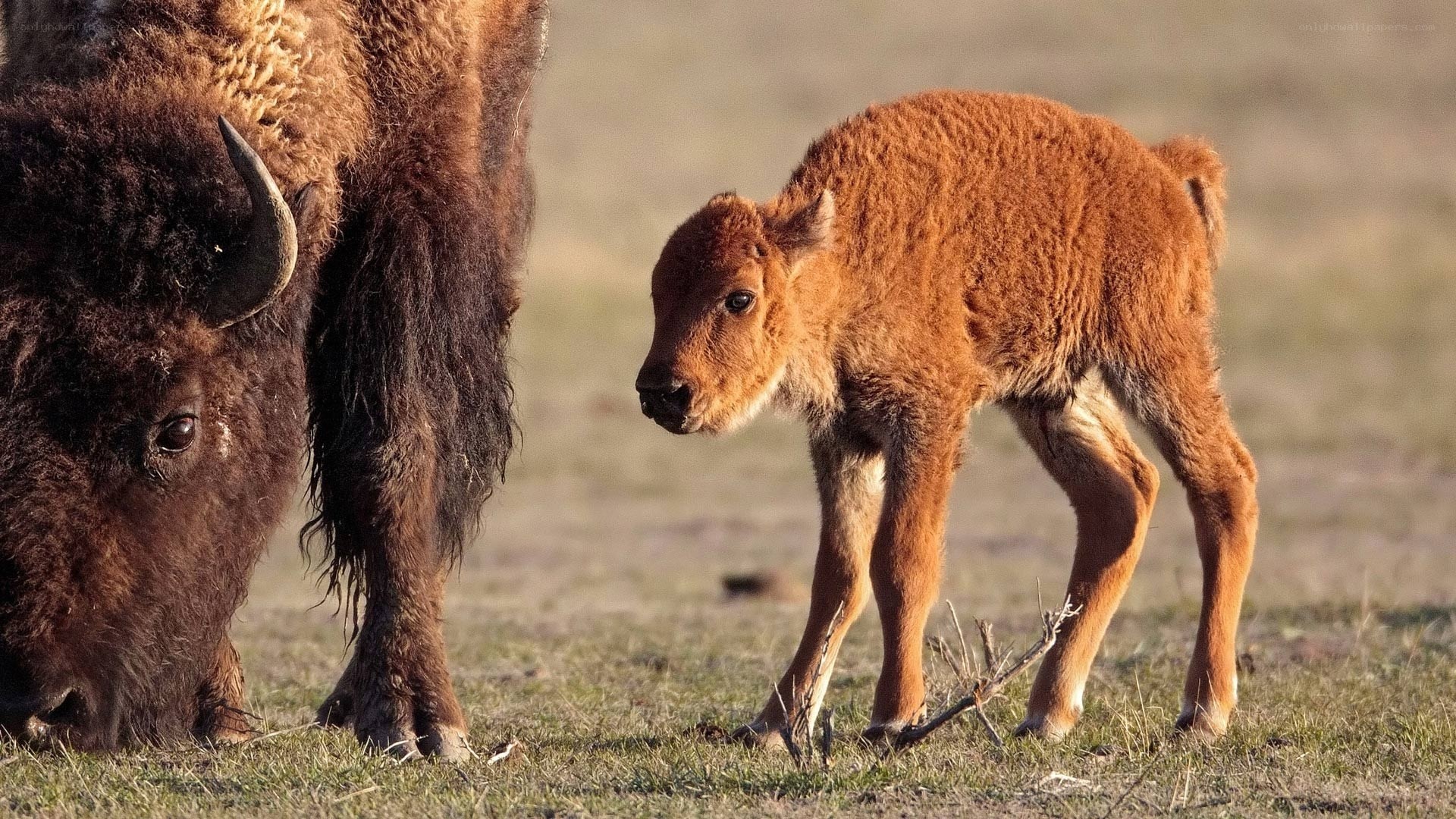 Bison calf with adult in field