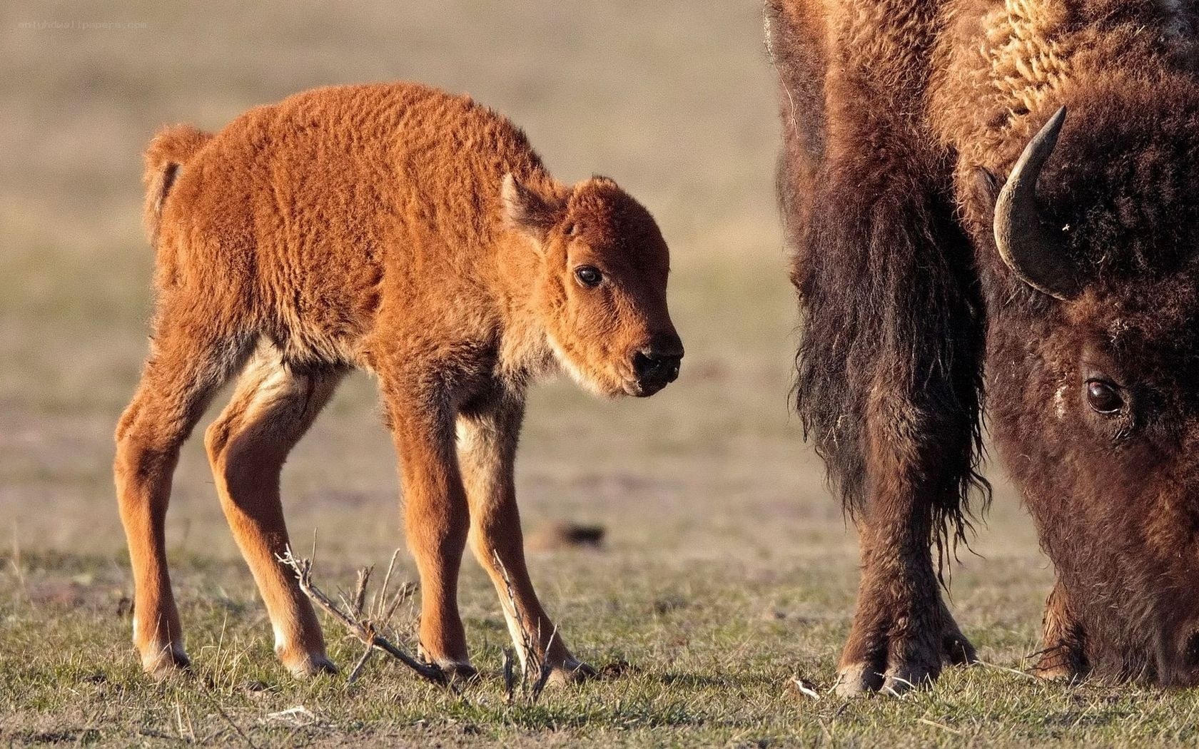 Bison calf with adult