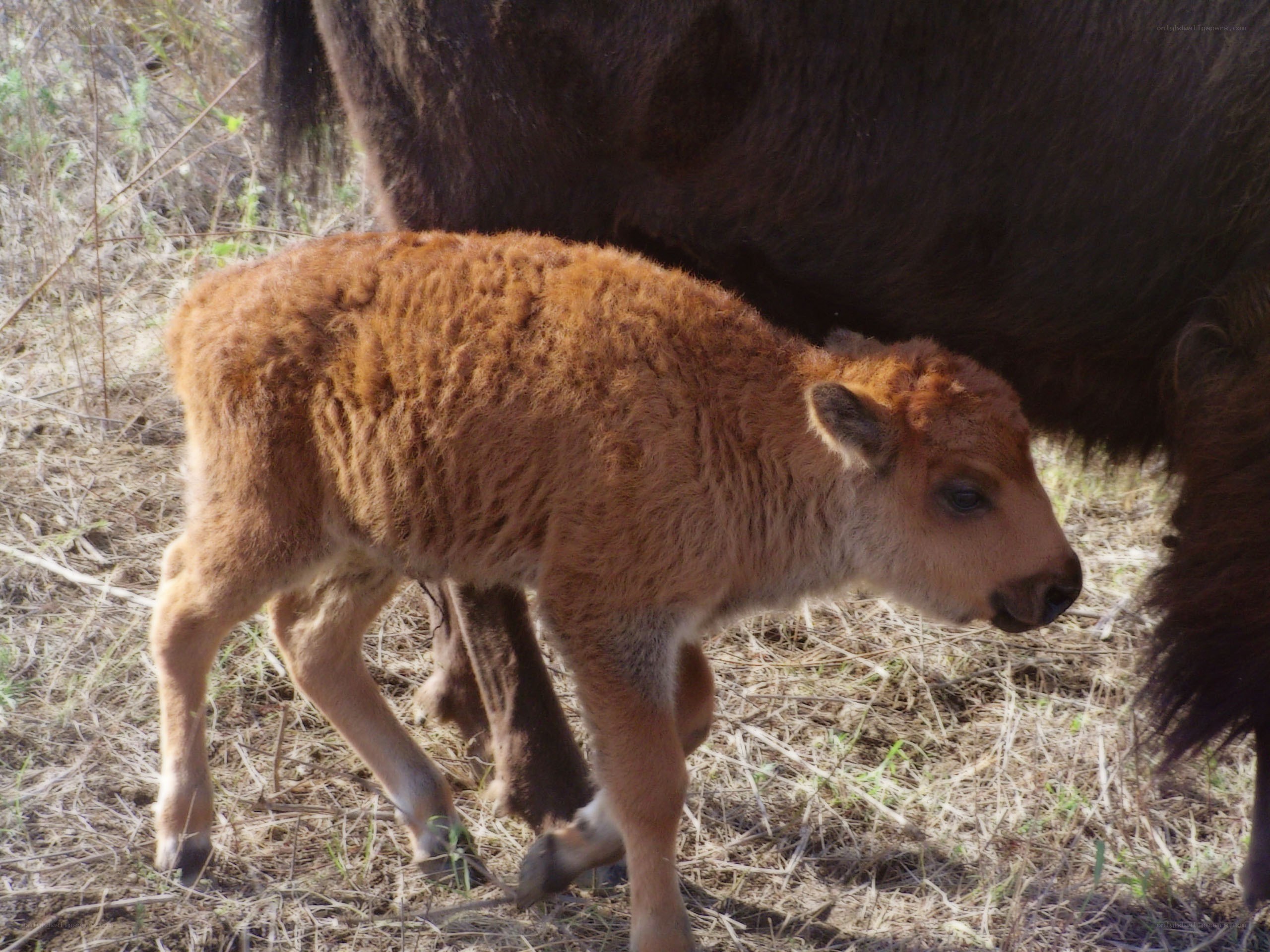 Bison calf with mother