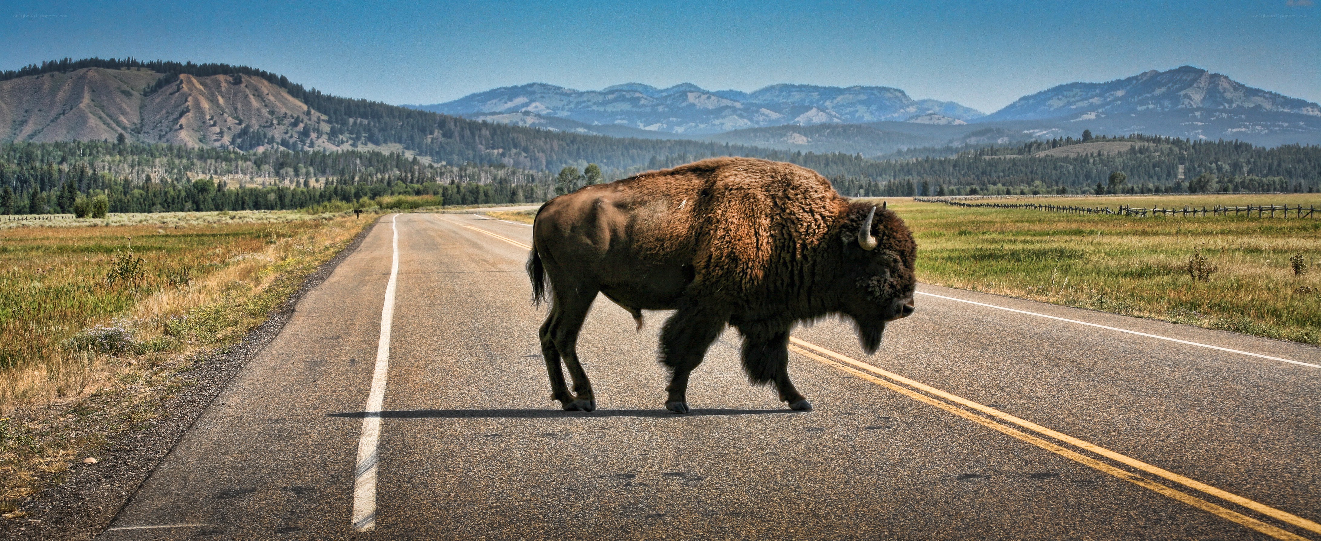 Bison crossing a road