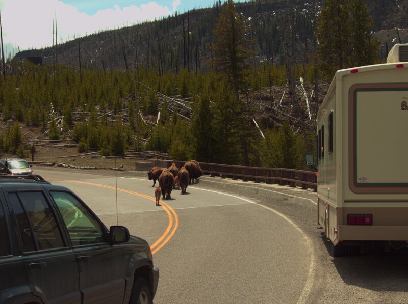 Bison crossing road in forest