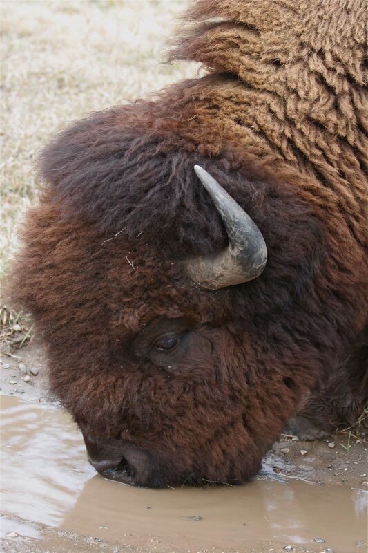Bison drinking from a puddle
