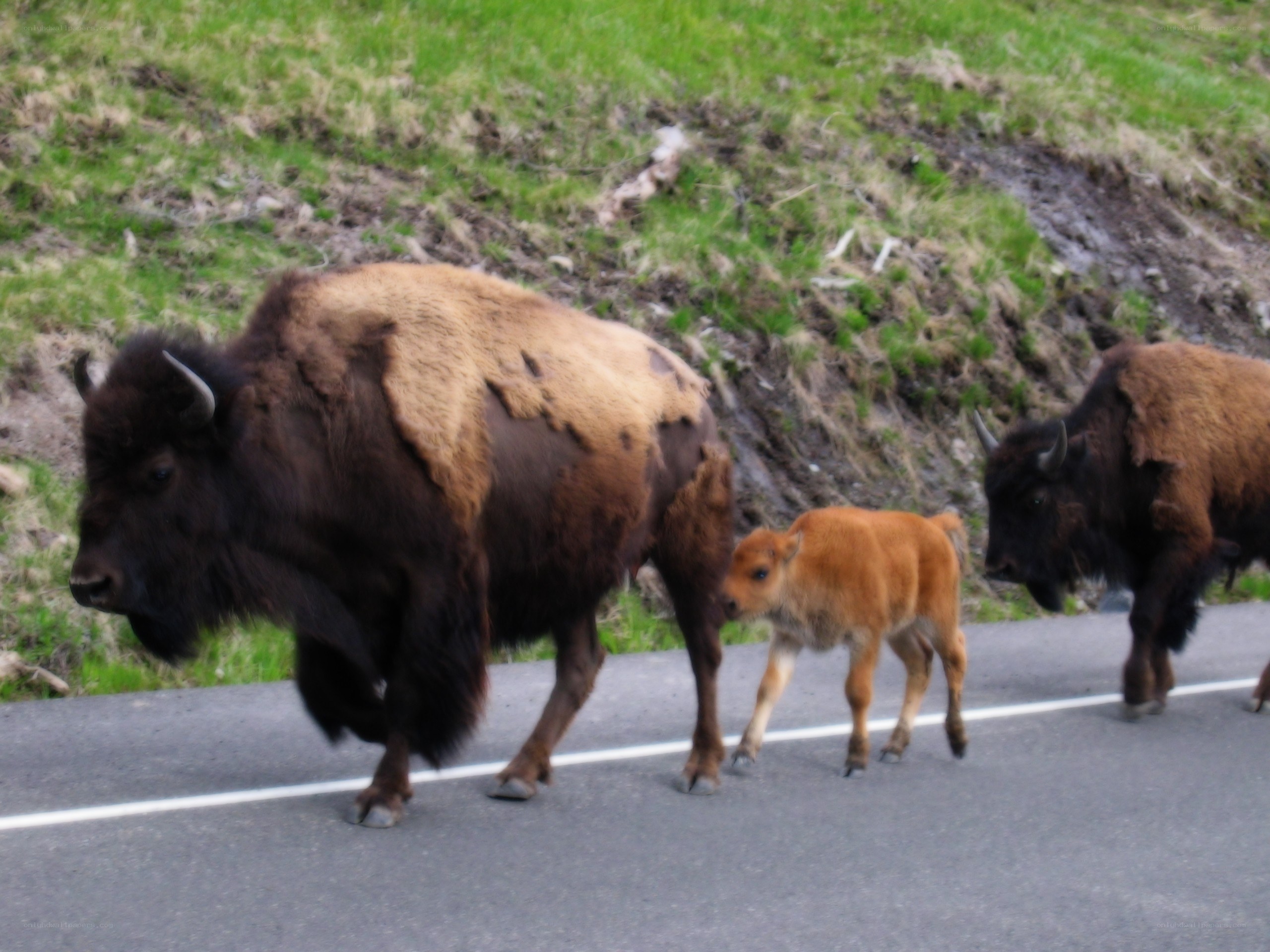 Bison family crossing road