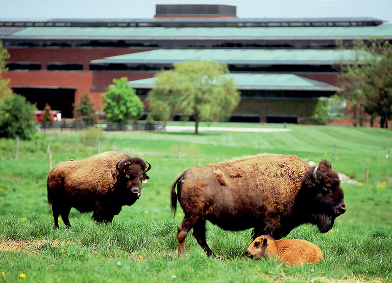 Bison family in a grassy field