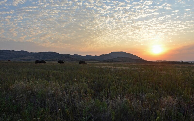 Bison grazing at sunset