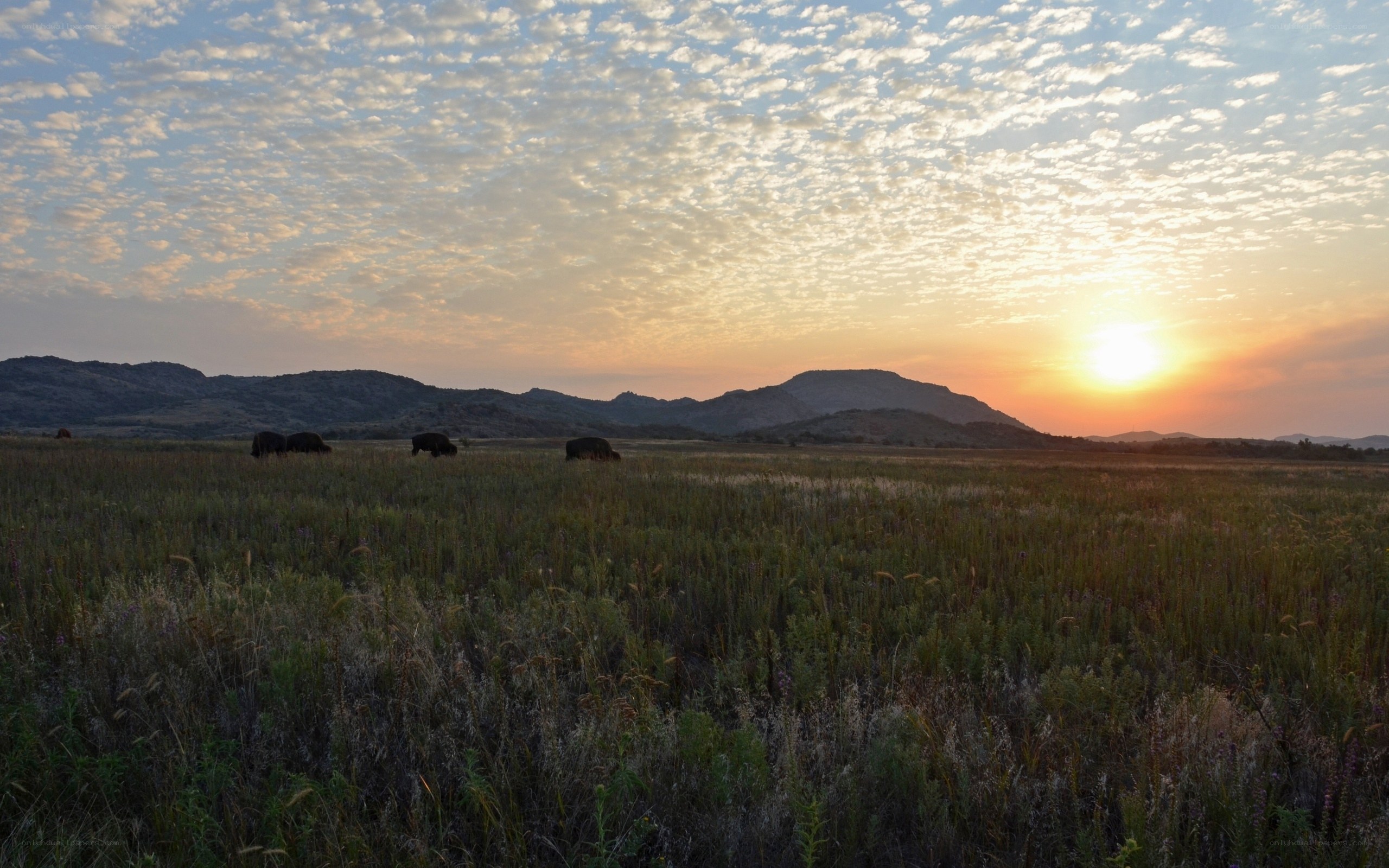 Bison grazing at sunset