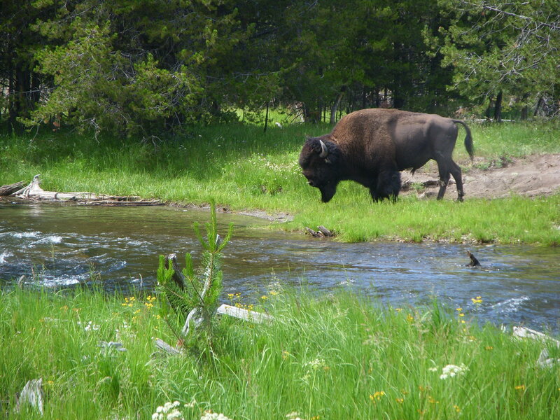 Bison grazing by a stream