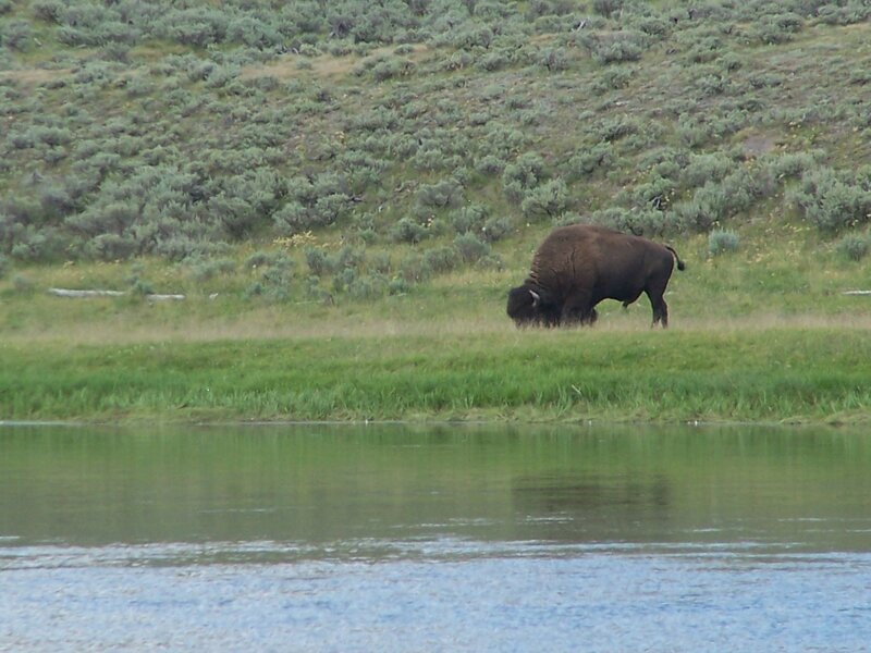 Bison Grazing by Water
