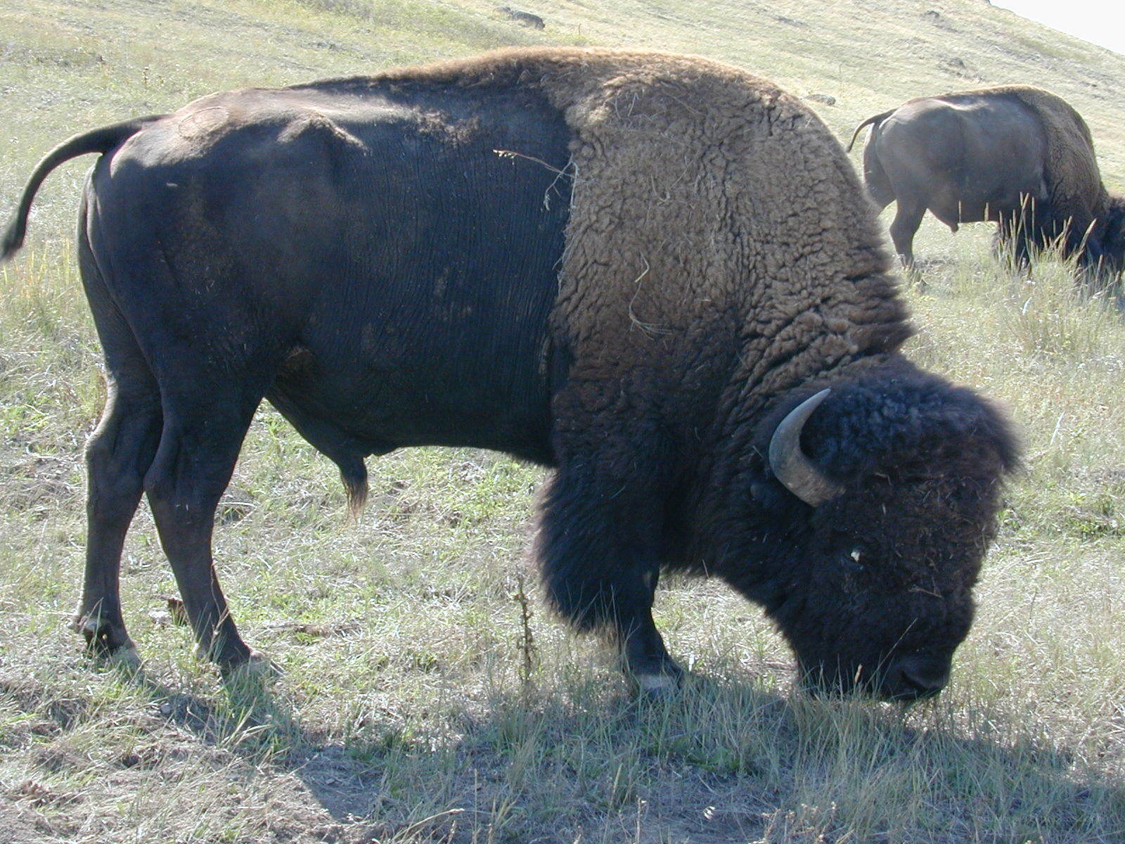 Bison grazing in a field