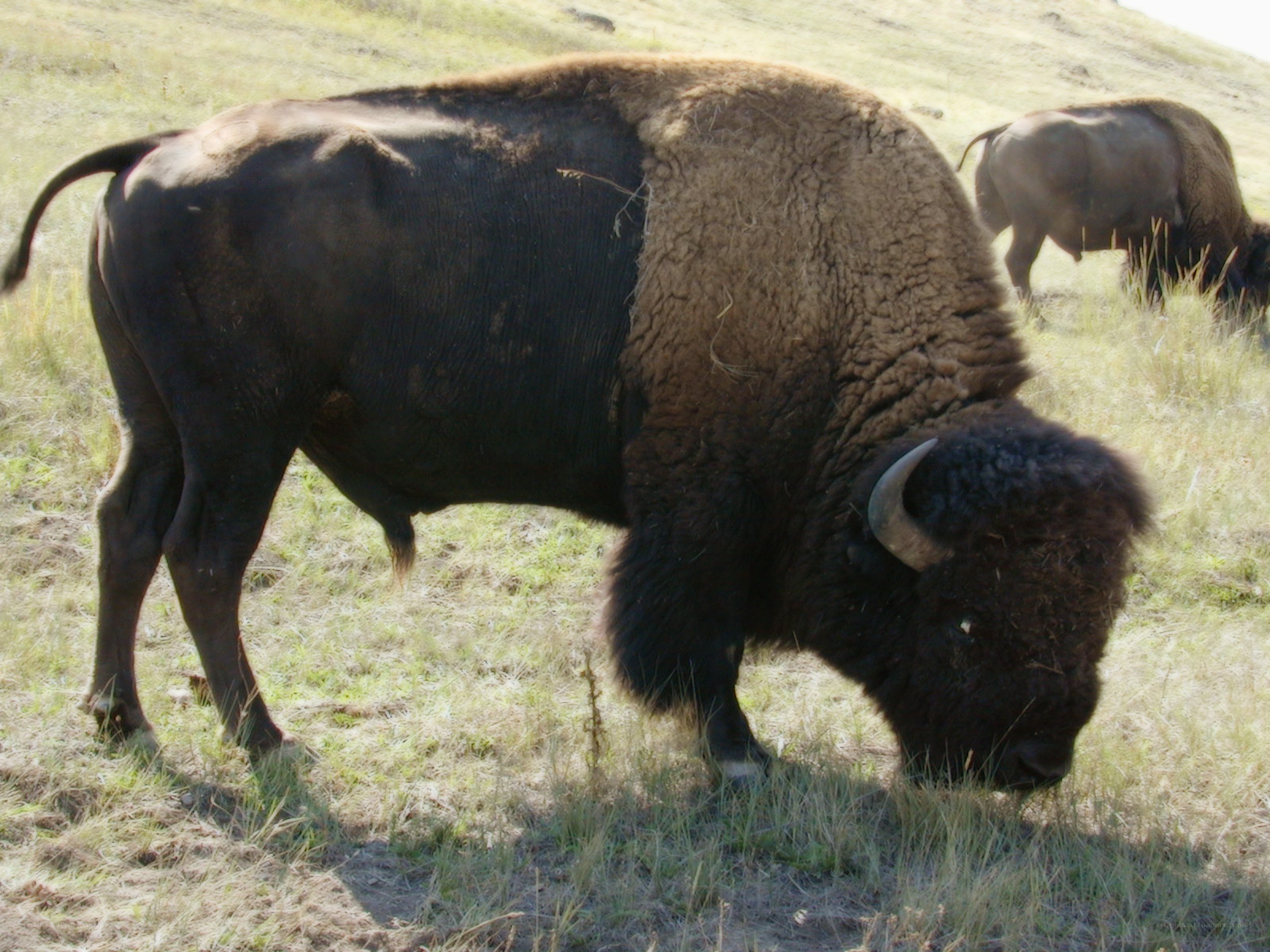Bison grazing in a field