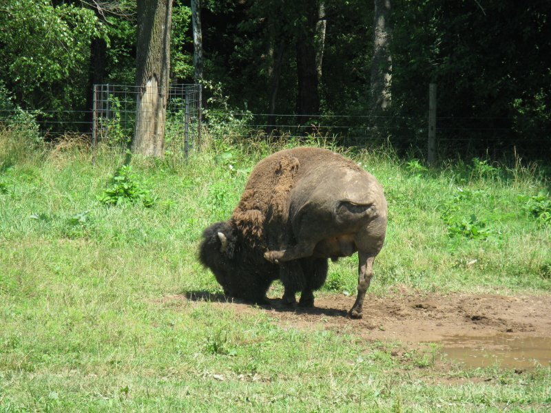 Bison grazing in a field